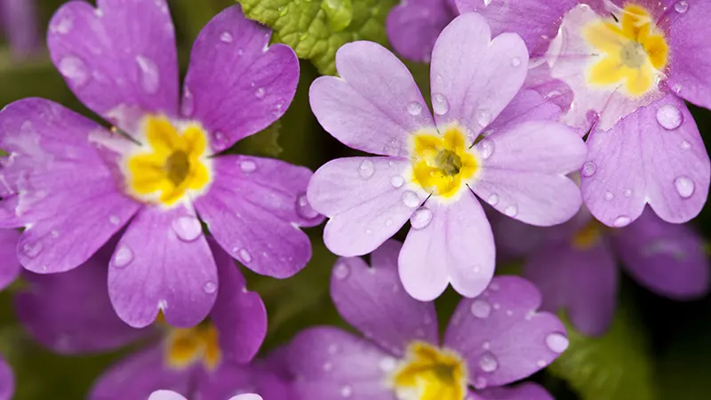 d-February Birth Flower