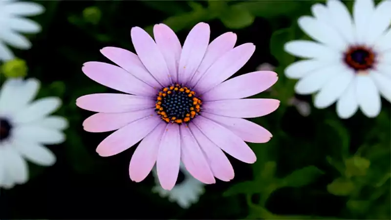 d-Flowers That Starts With A