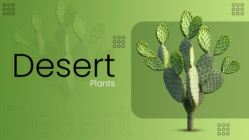 desert Plants