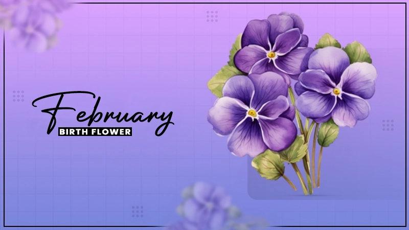 february birth flower