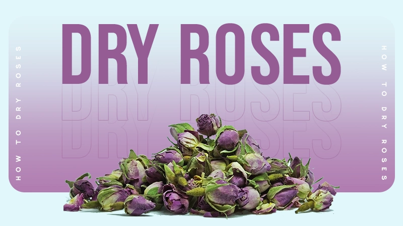 how to dry roses