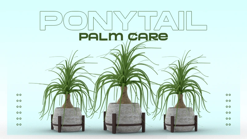 ponytail palm care
