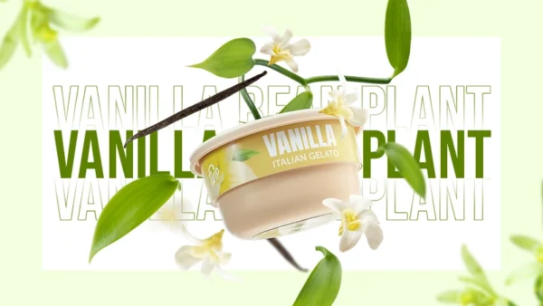 vanilla bean plant