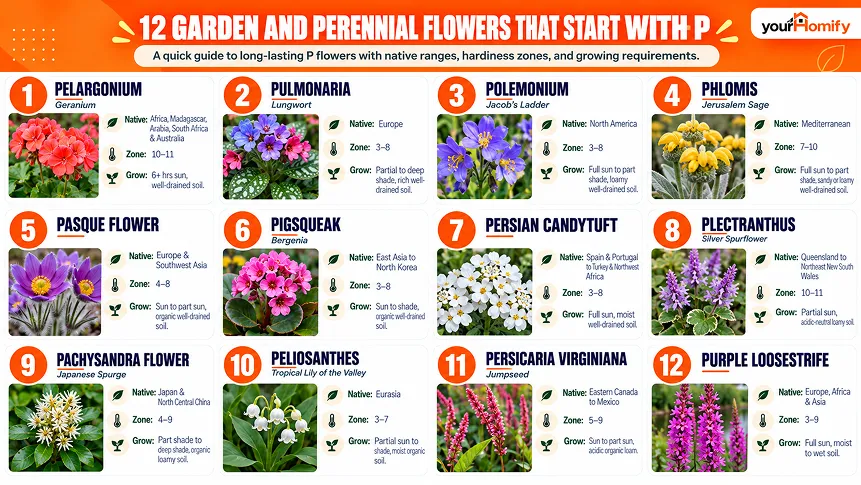 12 Garden and Perennial Flowers That Start With The Letter P 