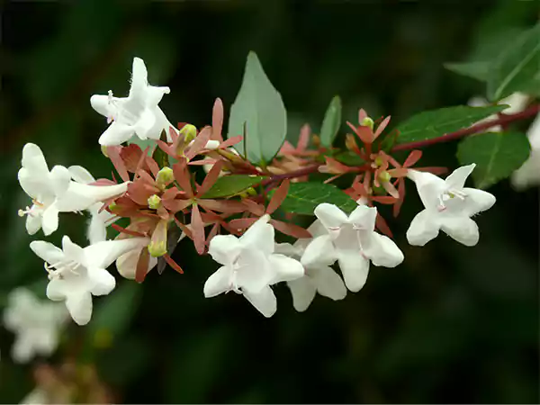 Abelia