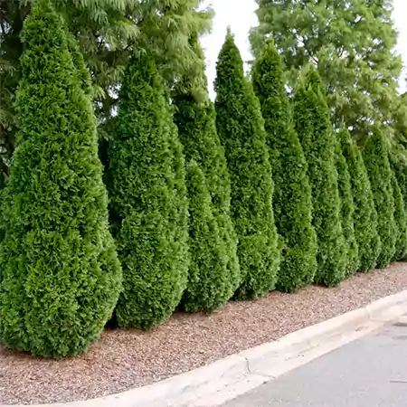 Arborvitae