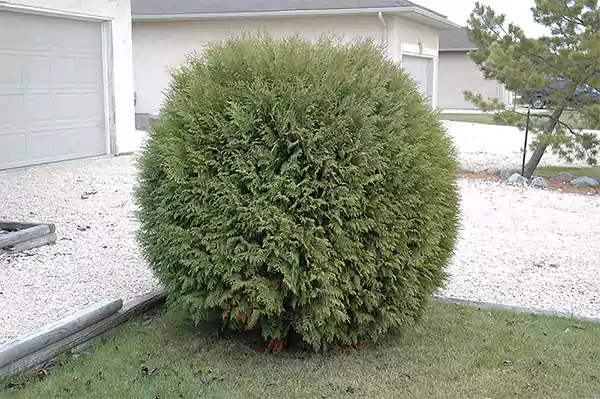 Arborvitae Globe Form