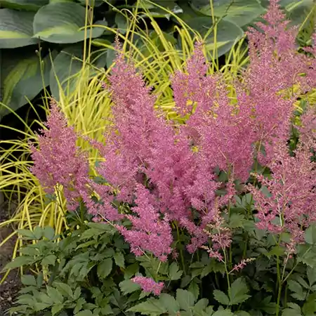 Astilbe