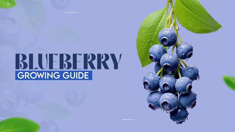 BLUEBERRY GROWING GUIDE