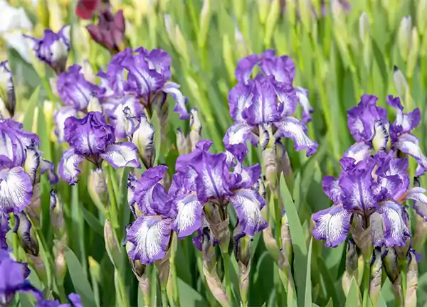 Bearded iris