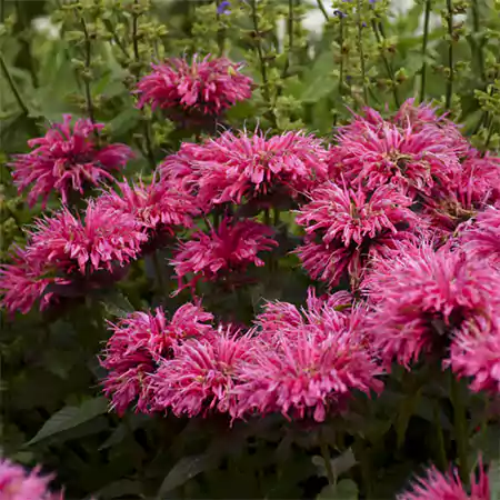 Bee Balm