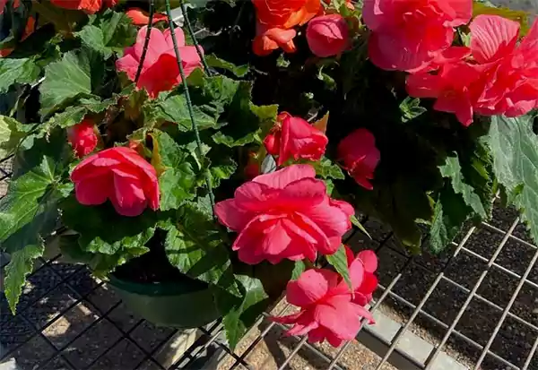 Begonias