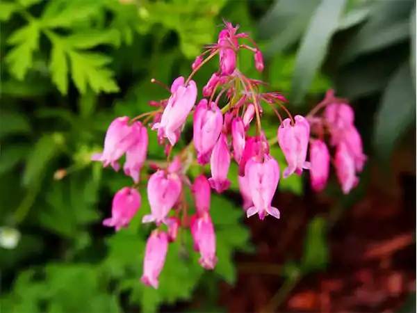 Bleeding hearts
