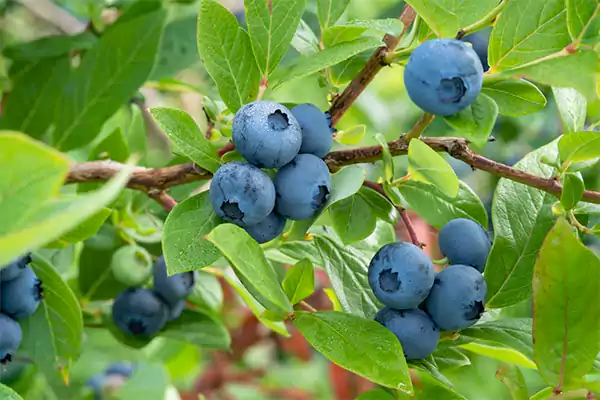Blueberry Bush