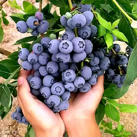 Blueberry Plant