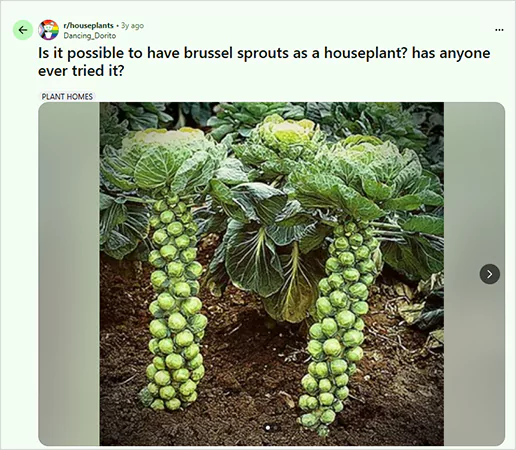 Brussel Sprout Houseplant Screenshot