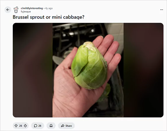 Brussel Sprout Vs Cabbage Reddit Screenshot