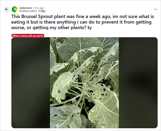 Brussels Sprout Issue Screenshot