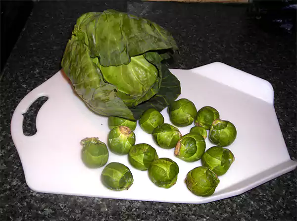 Brussels and Cabbage