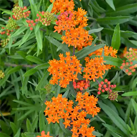 Butterfly Milkweed