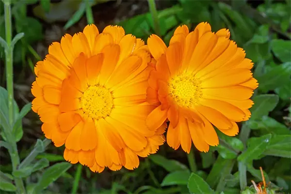 Calendula