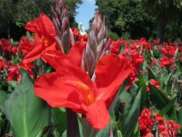 Canna Lily
