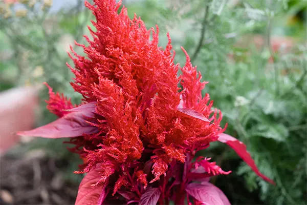 Celosia