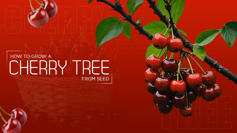 Cherry Tree From Seed