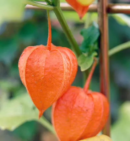 Chinese Lantern