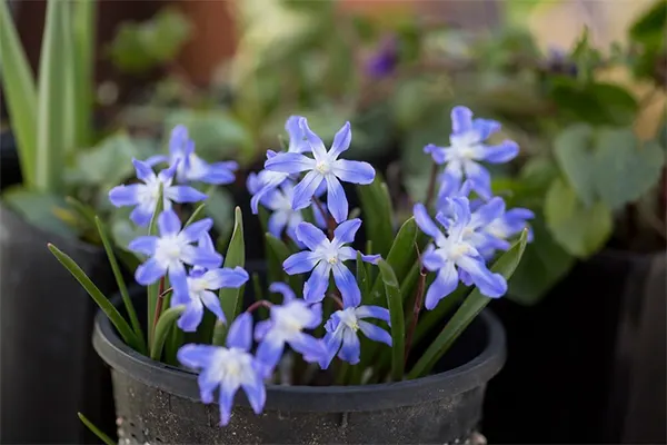 Chionodoxa Frobesii
