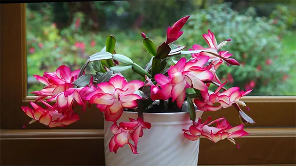 Christmas Cactus