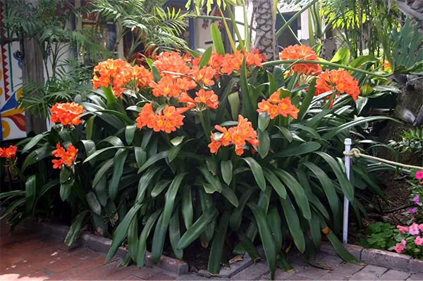 Clivia
