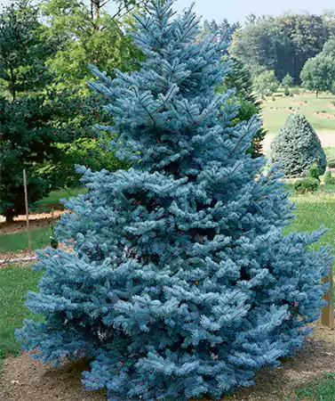 Colorado Blue Spruce