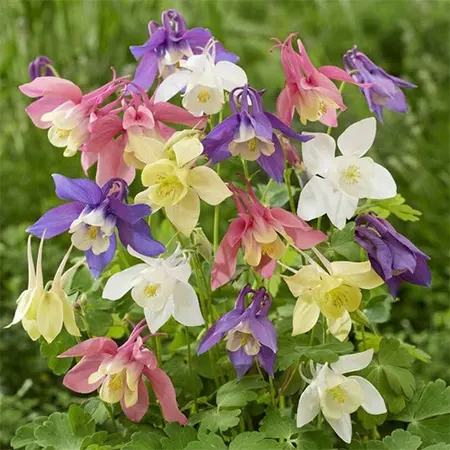 Columbine