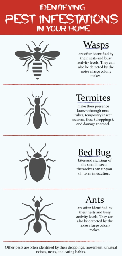 Common House Pests