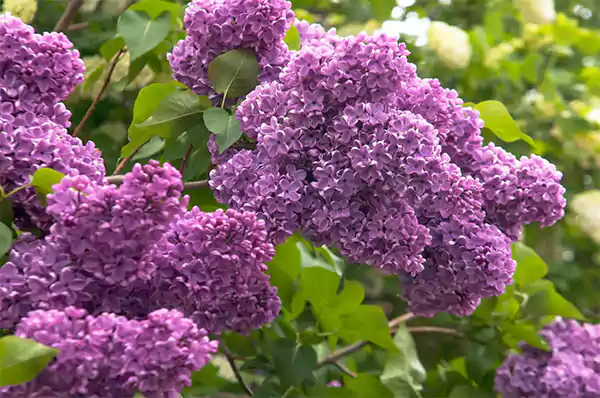 Common Lilac