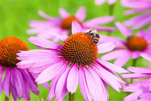 Coneflowers