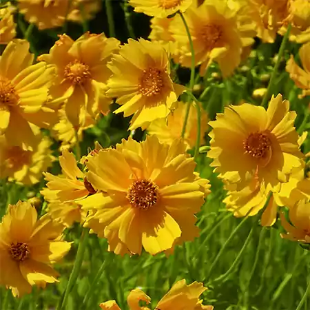Coreopsis