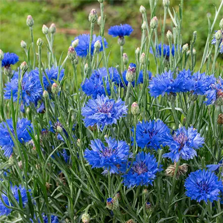 Cornflower
