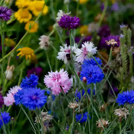 Cornflowers