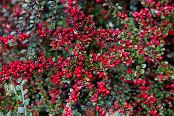 Cotoneaster