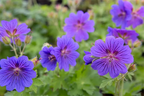 Cranesbill Geranium