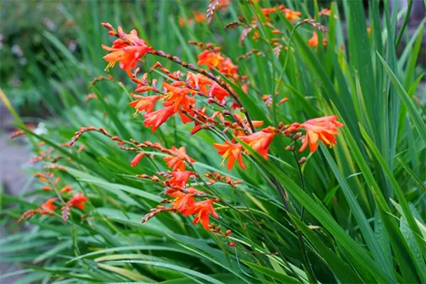 Crocosmia