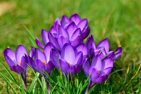 Crocus