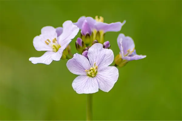 Cuckoo Flower