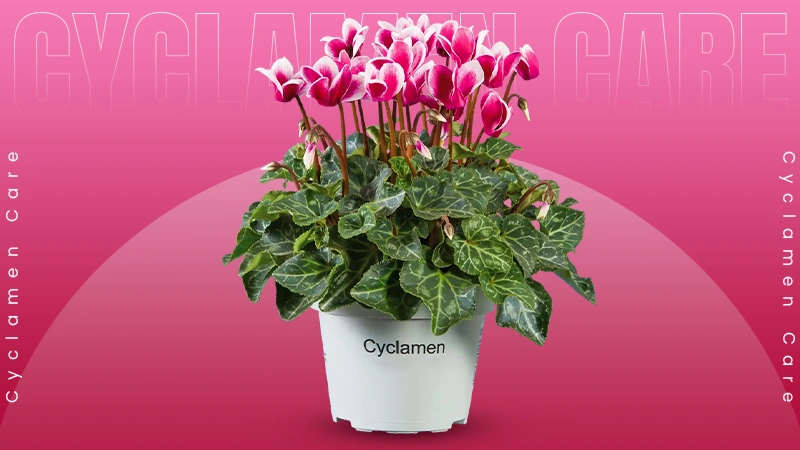 Cyclamen Care