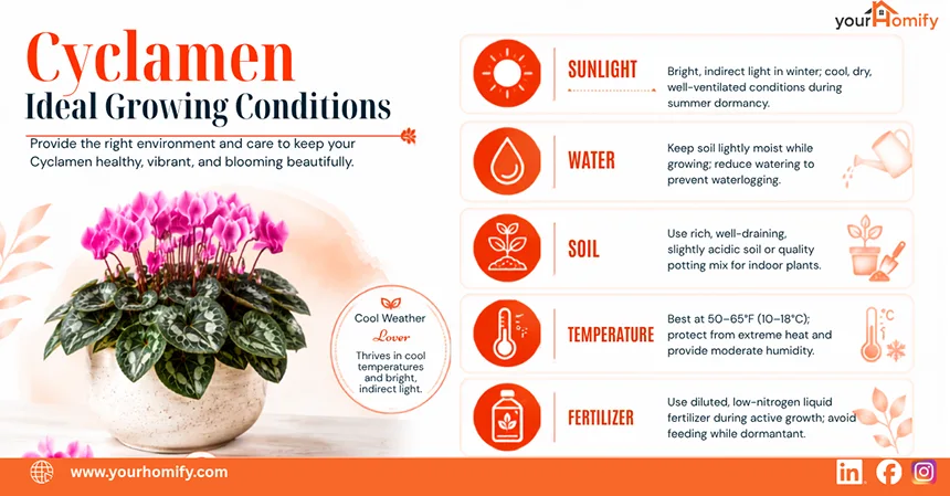 Cyclamen Ideal Growing Conditions
