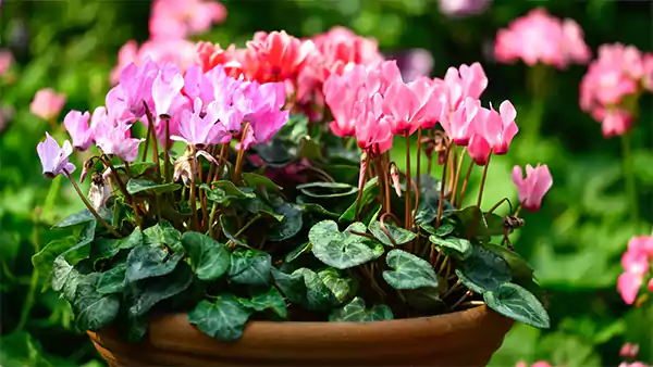 Cyclamen Plant