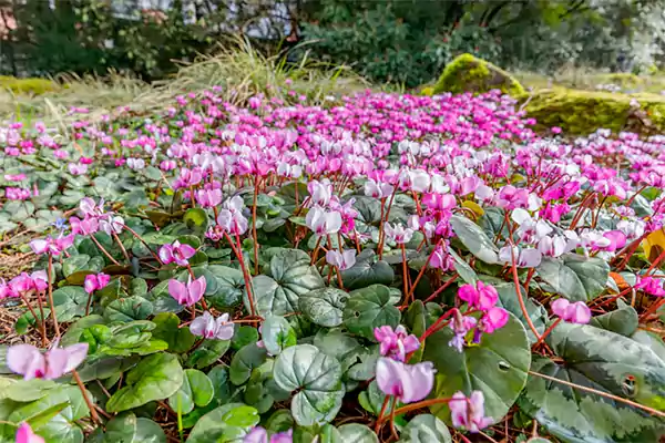 Cyclamen Plantt