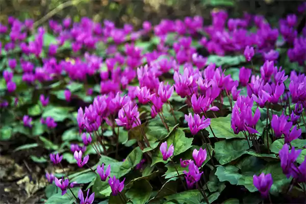 Cyclamen Planttt